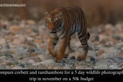 Compare Corbett and Ranthambore for a 5 day wildlife photography trip in november on a 50k budget